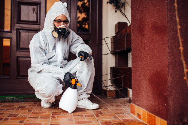 Reliable Wasp Removal contractor in Dixon, IL by Show Me Pest Control